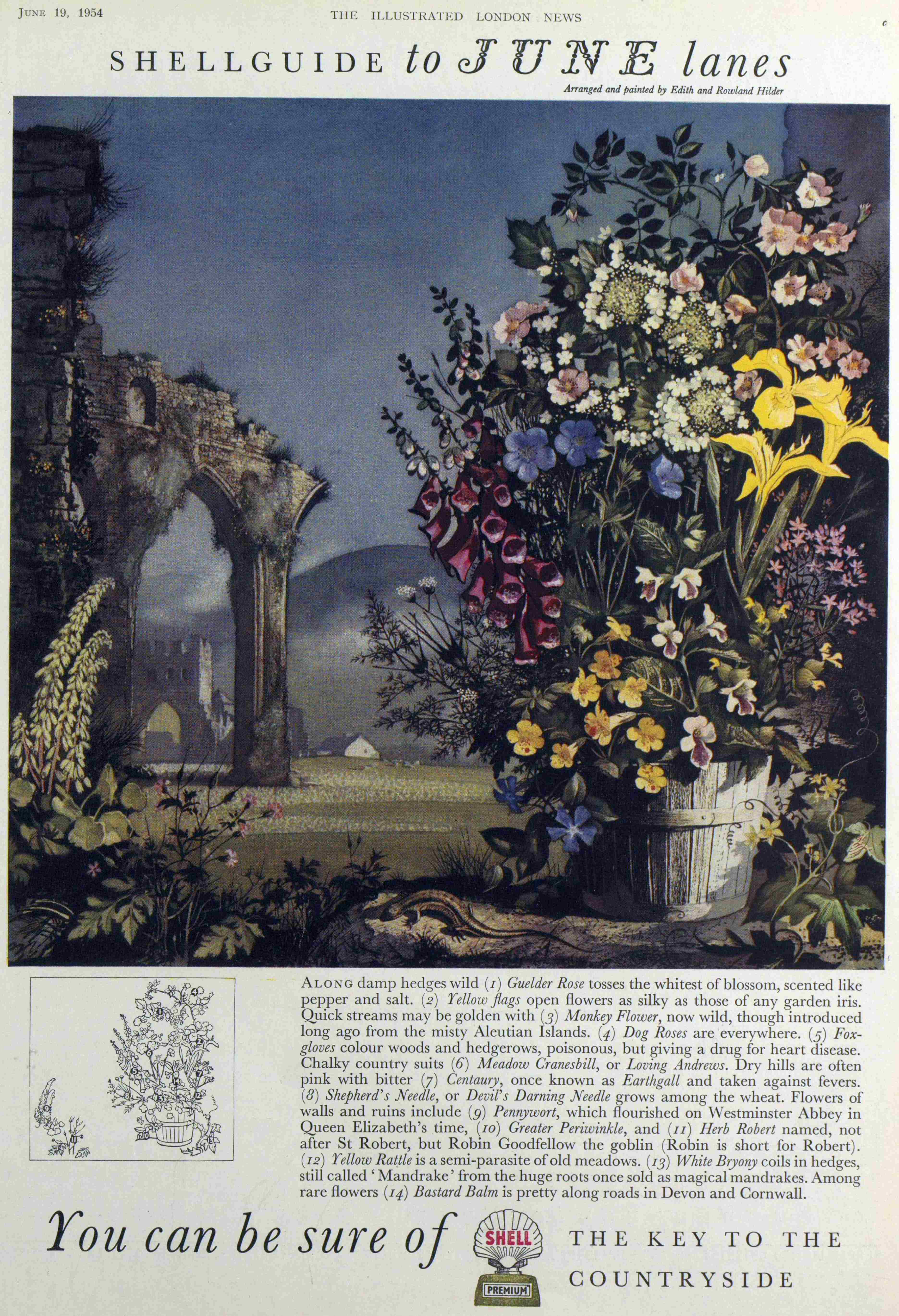 shell wild flowers june